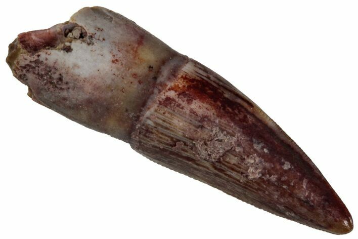 Triassic Theropod Dinosaur (Coelophysis) Tooth - Texas #315709